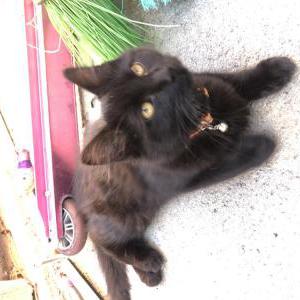 Lost Cat Salem