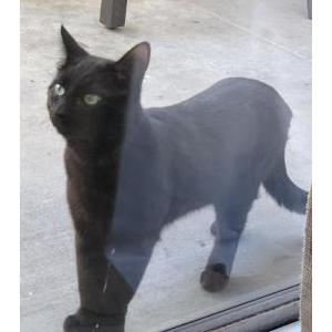Found Cat Unknown