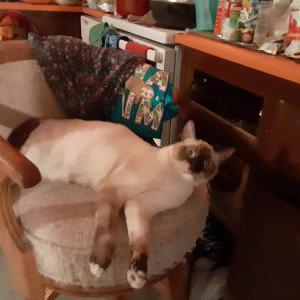 Lost Cat Tiki Tiger/Kitty, Ki