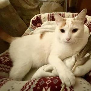 Lost Cat Chappie