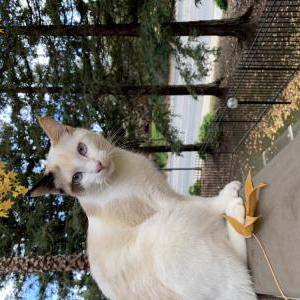 Lost Cat Luna