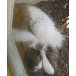 Found Cat unknown