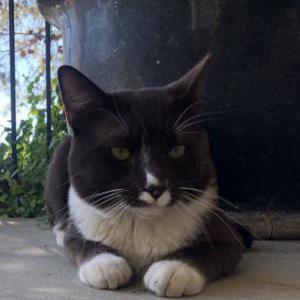 Lost Cat Louie