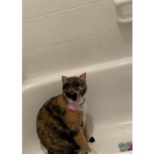 Lost Cat Lemmy