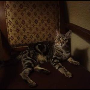 Lost Cat Lentil