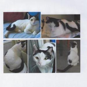 Lost Cat Mello