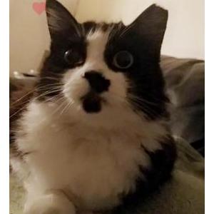 Found Cat unknown