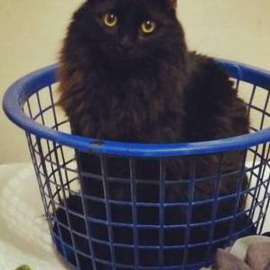 Lost Cat Mac