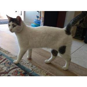 Found Cat unknown
