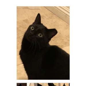 Lost Cat Wednesday
