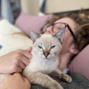 Lost Cat Denali