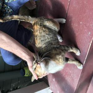 Found Cat Unknown