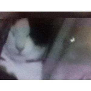 Lost Cat precious