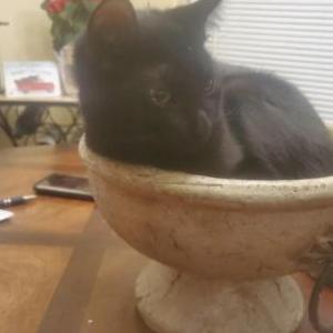 Lost Cat Jinx