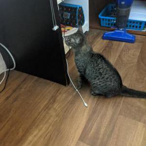 Found Cat Unknown