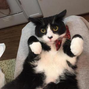 Lost Cat Felix