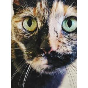 Lost Cat Sheeba