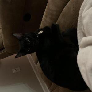 Lost Cat Apollo