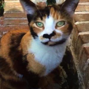Lost Cat Callie