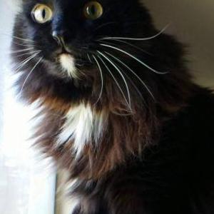Lost Cat Monkey