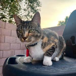 Lost Cat Persephone