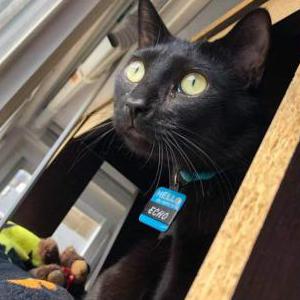 Lost Cat Echo