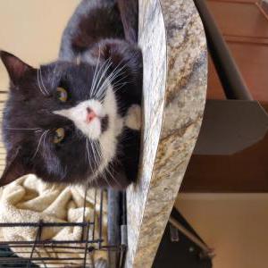 Found Cat Unknown