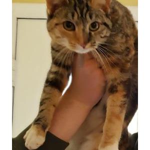 Lost Cat Charlie