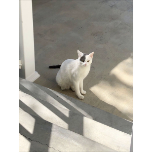 Lost Cat Bullseye