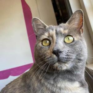 Lost Cat Skittles