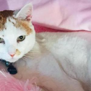Lost Cat Mr. Finn