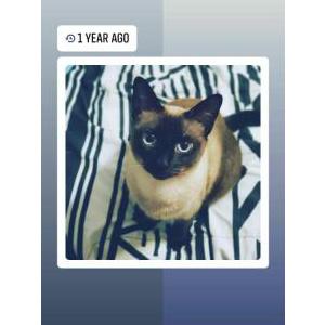 Lost Cat Nayla