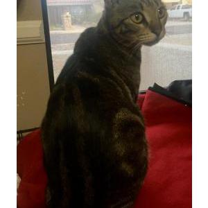 Found Cat Unknown swirly tabby