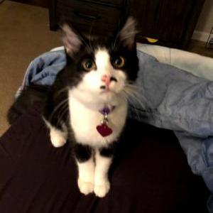 Lost Cat Biscuit