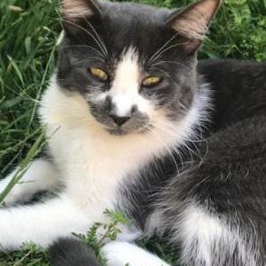 Lost Cat Loki