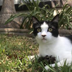 Lost Cat Cato