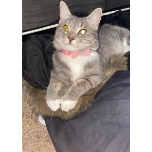 Lost Cat Stormi