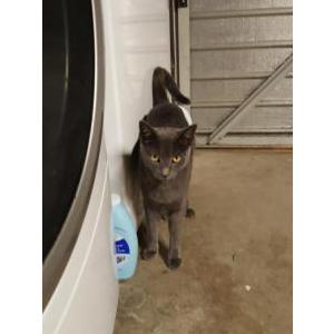 Lost Cat Smokey (Goosey)