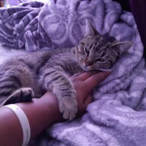 Lost Cat Sheba