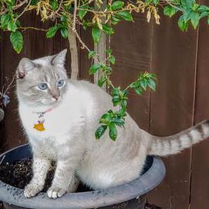 Lost Cat Nina