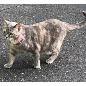 Lost Cat Sophie
