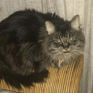 Lost Cat Sparked aka Annie