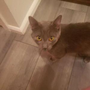 Lost Cat athena