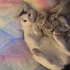Lost Cat Kitty Smalls
