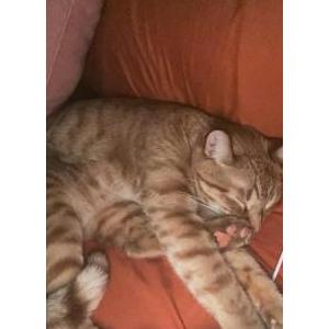 Lost Cat Louie