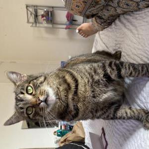 Lost Cat Sophia
