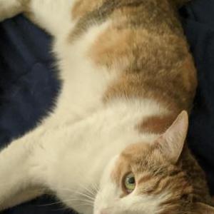 Lost Cat Diana