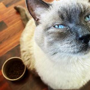 Lost Cat Jack