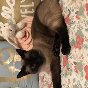 Lost Cat Chewy
