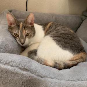 Lost Cat Libby